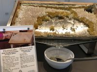 Honigwabe direkt vom Bienenstock auf den Frühstückstisch 