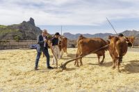 Mandelblütenfest in Tejeda