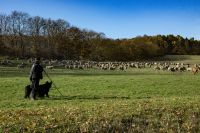 Natur kennenlernen mit der Landpartie – „vor der Haustür“ zwischen Harz und Heide mit einem Schäfer