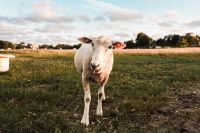 Tierwelt auf Amrum - #amrumfreihochdrei