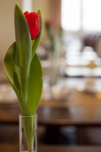 Mango´s Strandhotel - Tulpe