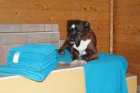 Pharisäerhof - Hunde-SPA 
