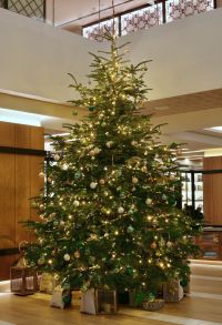 DoubleTree by Hilton Berlin Ku´damm - Friedensbaum 2023
