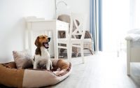 Pharisäerhof - Hundebettchen im Zimmer