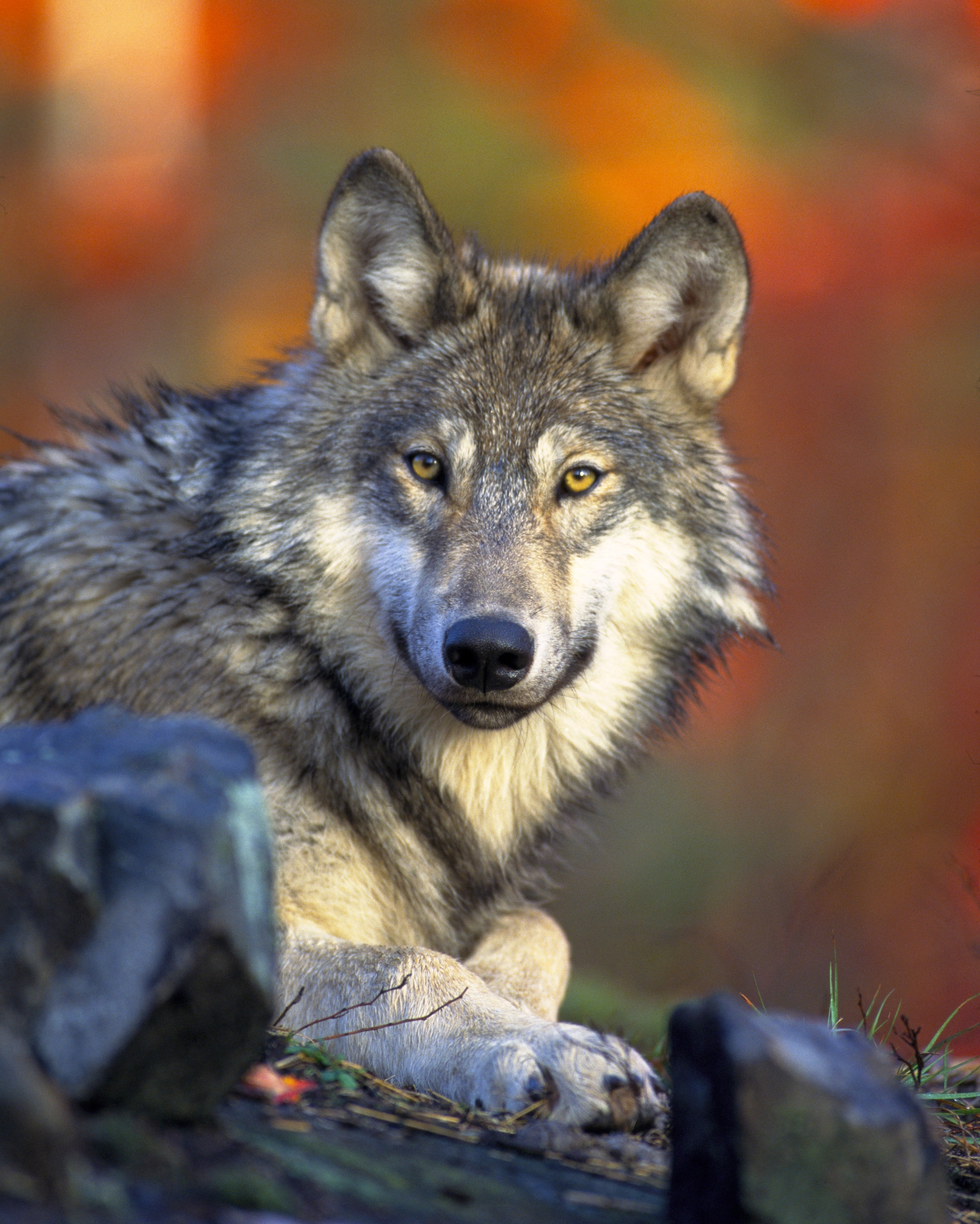 Wölfe erleben auf der Wanderreise Wildnis Deutschland Die Landpartie