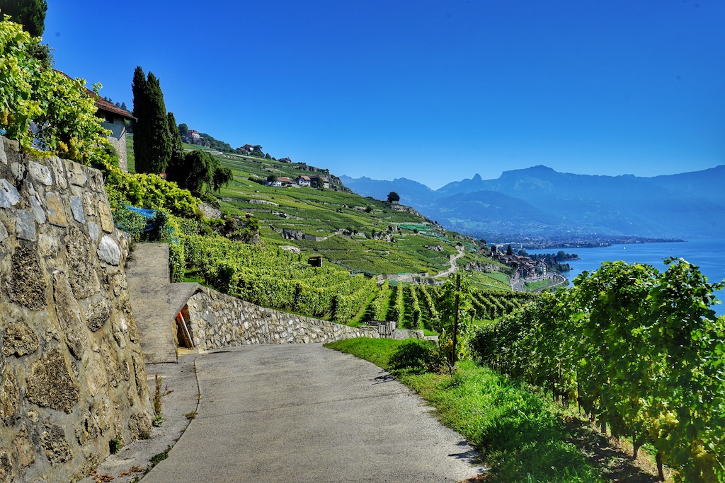 Weinberge im Lavaux - Kanton Waadt